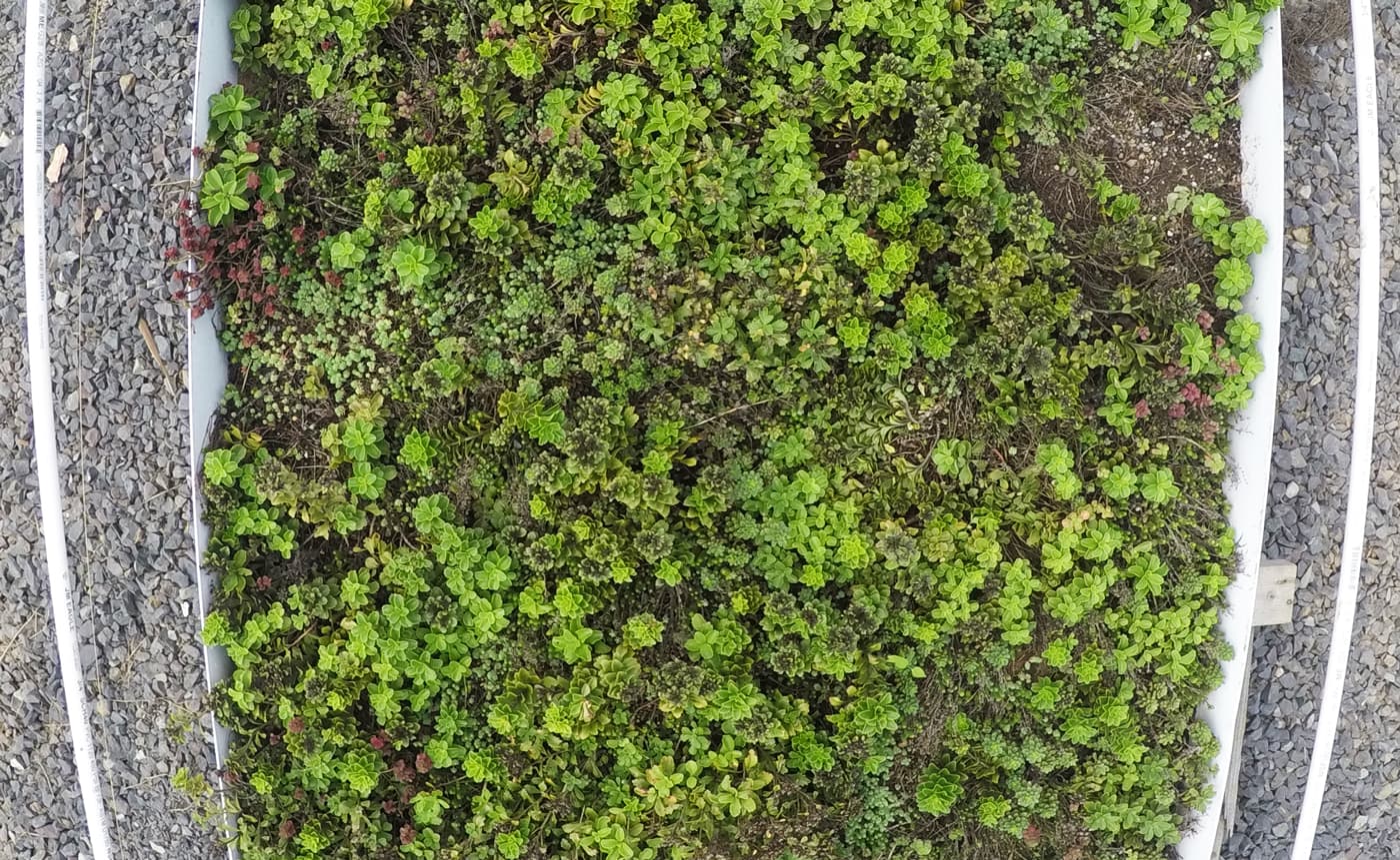 overhead view of green roof cassette to monitor plant health